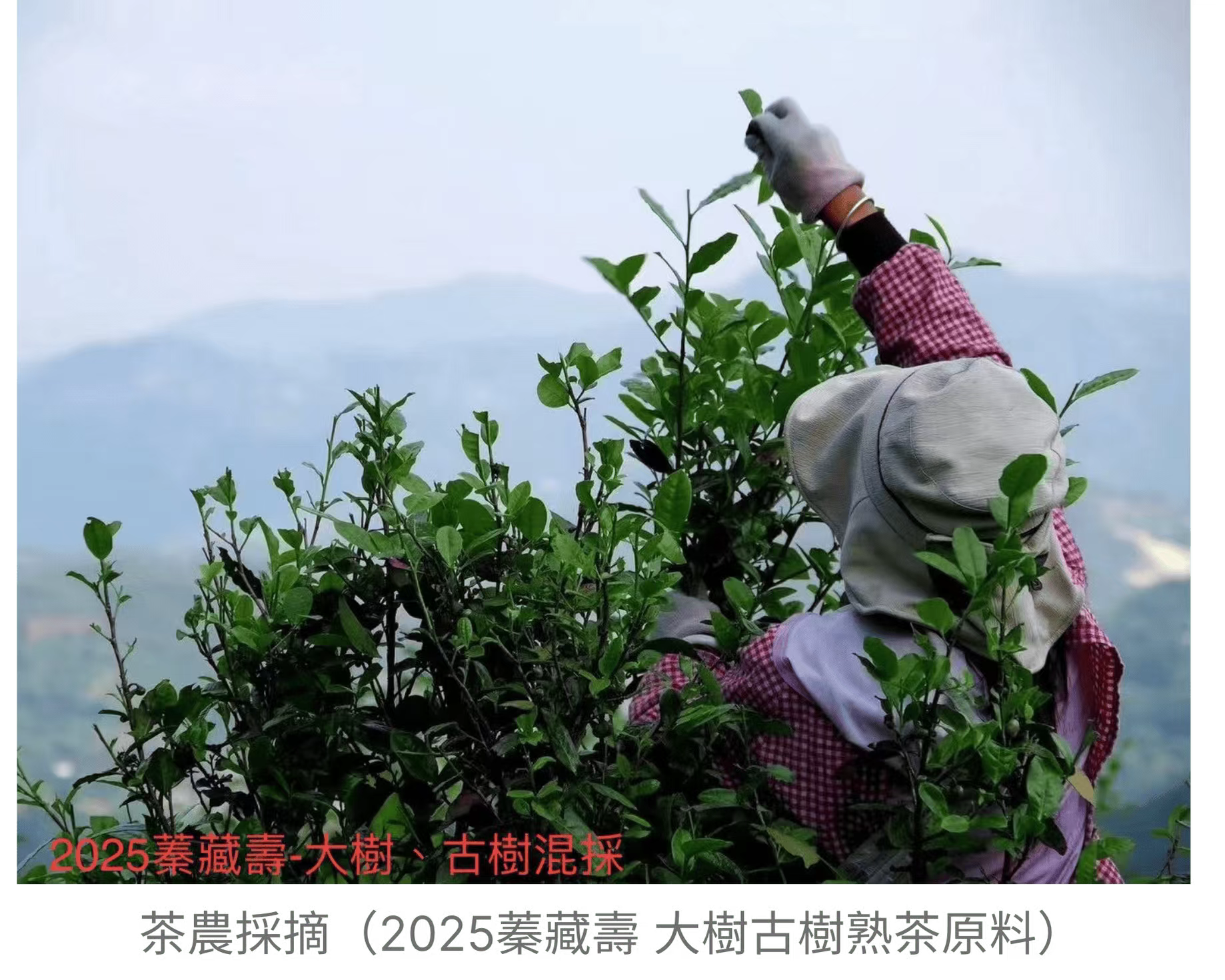傳丰堂普洱茶葉